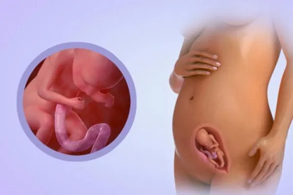 ស្វែងយល់​ពី​បេះដូង​កូន 9ខែ​ក្នុង​ផ្ទៃ​ម្តាយ​