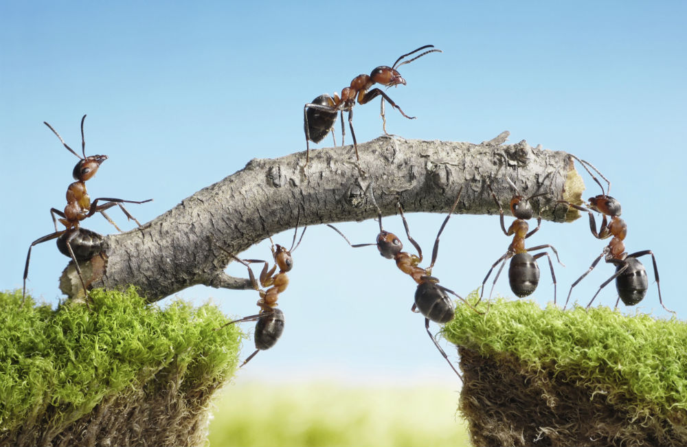 តិកនិកជ្រើសរើសក្រុមឱ្យបានត្រឹមត្រូវ ដើម្បីធ្វើជំនួញឱ្យទទួលបានជោគជ័យ