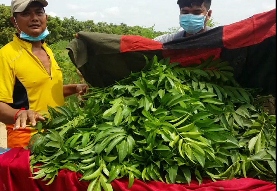 ជឿ ឬមិនជឿ! ដីតែជាង 2000ម៉ែត្រការ៉េ អាចដាំម្កាក់បានចំណូលប្រហែល 100ដុល្លារក្នុងមួយថ្ងៃ