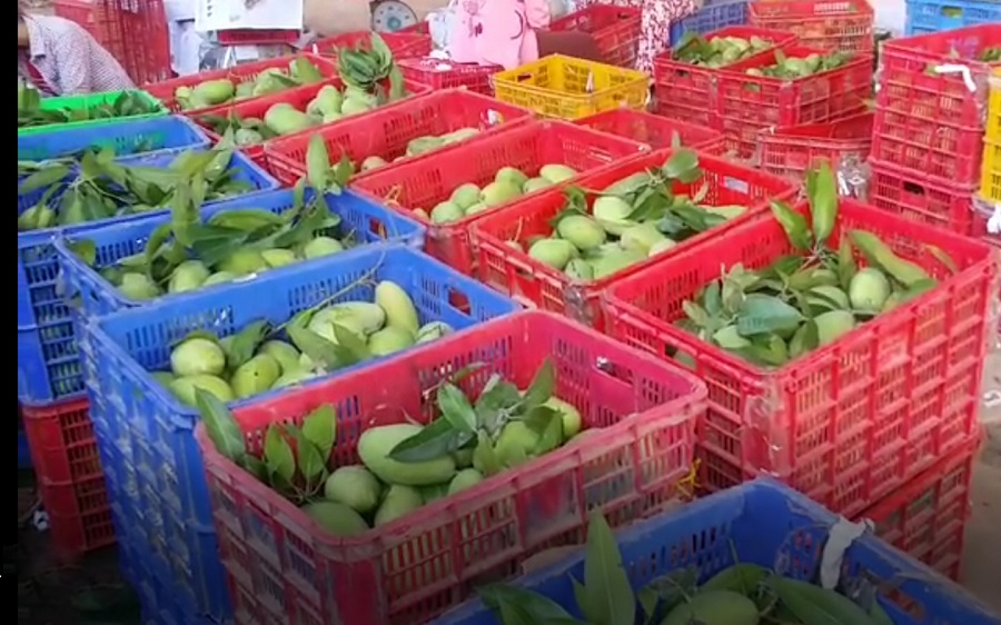 តម្លៃស្វាយធ្លាក់យ៉ាងគំហុកធ្វើឱ្យកសិករដេកថ្ងូរដូចព្រាប