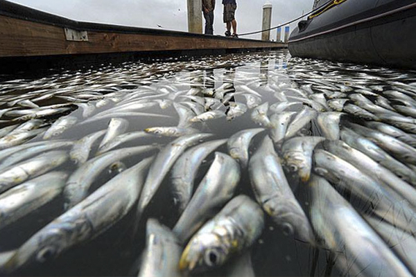 ហេតុអីបានត្រីងាប់ត្រូវអណ្តែតផ្ងារពោះ?