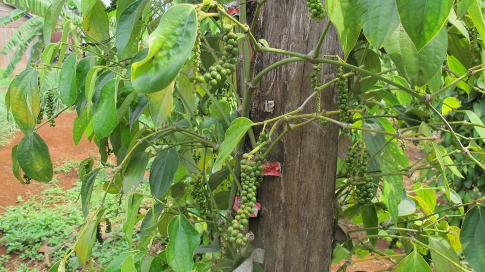 ផលិតផលម្រេចទូទាំងពិភពលោកកើនឡើង តែតម្លៃធ្លាក់ចុះខ្លាំង