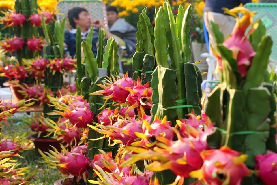 ងាយៗក្នុងការដាំដើមស្រកានាគក្នុងផើងមិនលំបាកថែទាំ និងឆាប់ទទួលបានផល