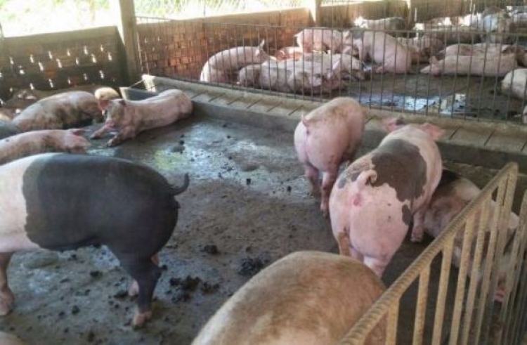 អ្នកចិញ្ចឹមជ្រូកត្អូញពីការធ្លាក់ថ្លៃ ខណៈកម្ពុជាបន្តនាំជ្រូកចូល