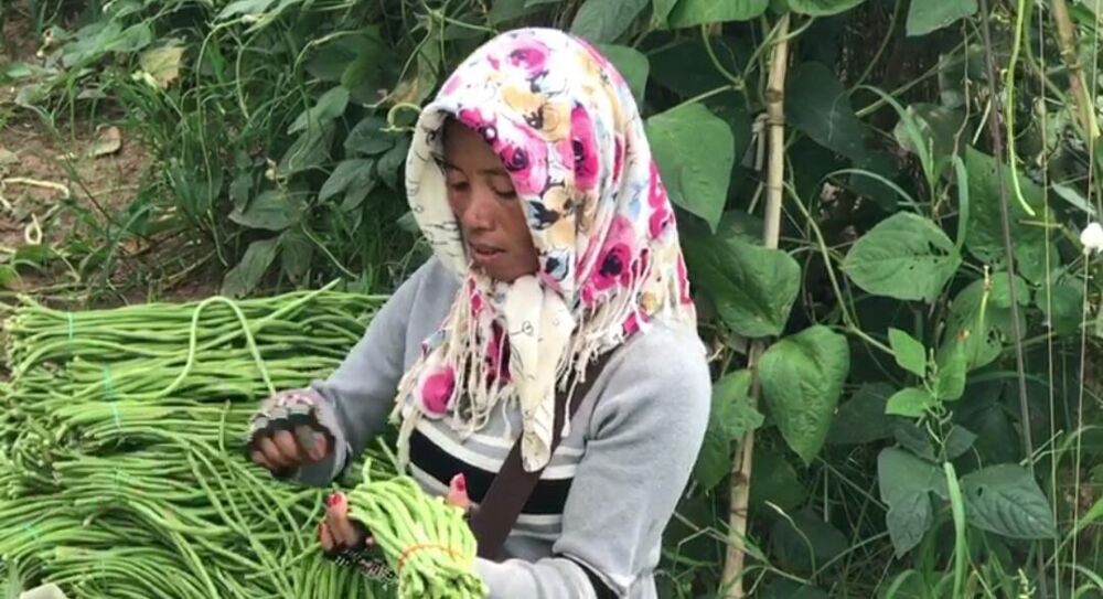 កសិករថា ដាំសណ្តែកកួរងាយស្រួលថែទាំ និងឆាប់បានលុយមកវិញទៀតផង!