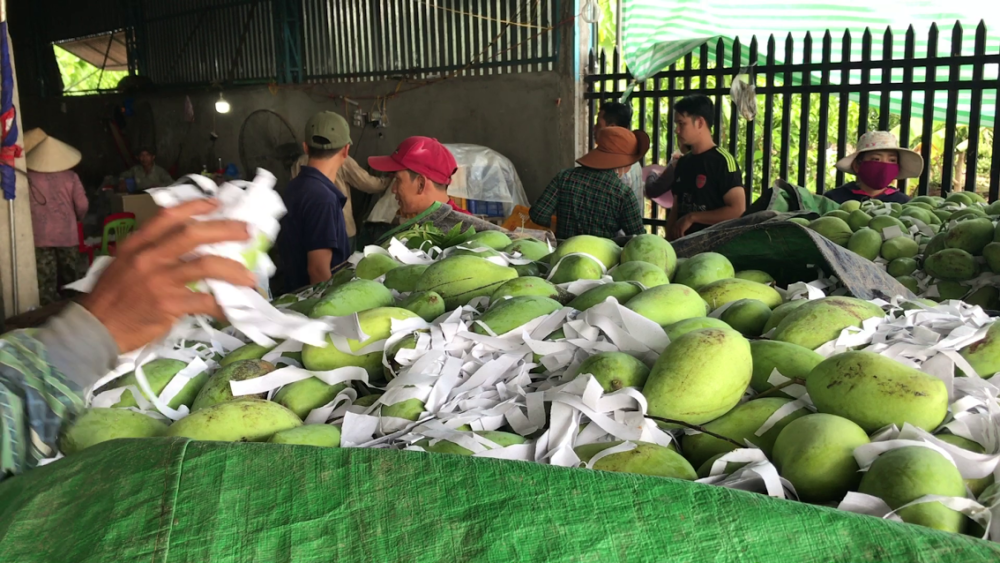 តម្លៃស្វាយកែវរមៀតងើបឡើងវិញបន្តិច ខណៈរដូវប្រមូលផលជិតផុត