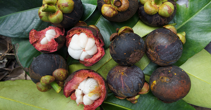 ប្រយោជន៍របស់ផ្លែមង្ឃុតដ៏ច្រើនអនេកចំពោះរាងកាយមនុស្ស