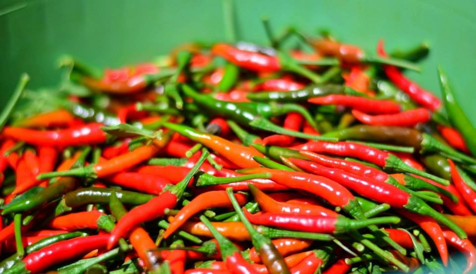 កសិករសោកស្តាយដំណាំម្ទេសធ្លាក់ថ្លៃខ្លាំង ហើយត្រូវភ្លៀងបង្កឱ្យងាប់ដើមទៀត