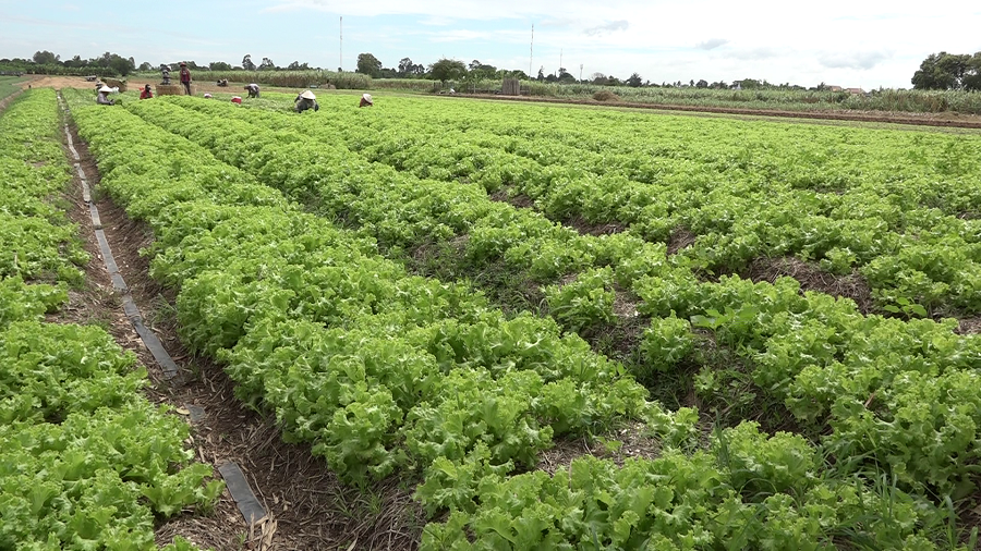 របៀបដាំសាលាដដើម្បីទទួលបានផលច្រើន ដោយមិនប្រើជីគីមី