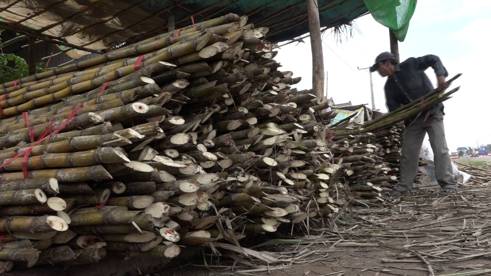 កសិកររអ៊ូរទាំរឿងអំពៅធ្លាក់ថ្លៃខ្លាំងដោយសារមានអ្នកដាំច្រើន