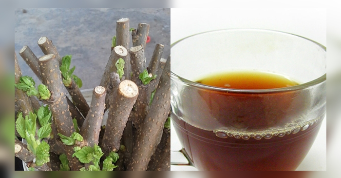 ស្លឹក​មន ឱសថ​បុរាណ​បំបាត់​អាការ​ឈឺ​ក​រ៉ាំរ៉ៃ ហើម​ក រលាក​បំពង់ក ដ៏​ស័ក្ដិ​សិទ្ធ