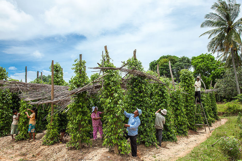 ប្រទេស​ណាខ្លះ​ដែល​អនុគ្រោះ​ពន្ធ100%ក្នុងការ​នាំចូល​ម្រេច​ពី​កម្ពុជា?