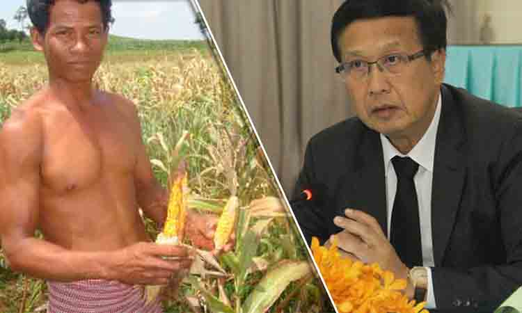 ស្ថាប័នពាក់ព័ន្ធដាក់ចេញនូវយុទ្ធសាស្រ្ដធ្វើឱ្យតម្លៃពោតមានស្ថិរភាព