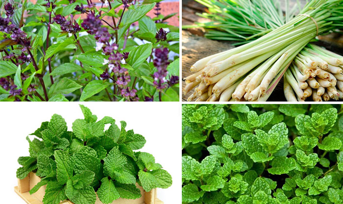 រុក្ខជាតិបណ្ដេញសត្វមូសដ៏ពូកែដែលអ្នកគួរដាំនៅក្នុងផ្ទះ