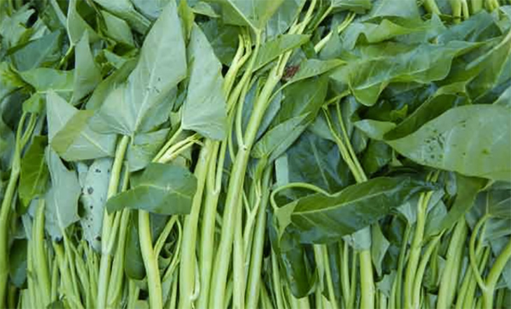 ទើបតែ​ដឹងថា ត្រកួន មិនមែន​គ្រាន់តែ​ជា​បន្លែ​ប៉ុណ្ណោះ​ទេ តែ​ជា​ឱសថ​បុរាណ​ដ៏​ពូកែ​ទៀតផង