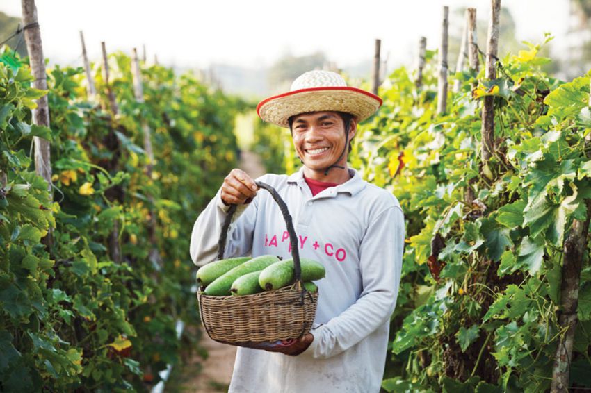 មន្ទីរ​កសិកម្ម​ខេត្តកណ្តាល​ប្រាថ្នា​ផ្គត់ផ្គង់​បន្លែ​គ្មាន​ជាតិគីមី​ទូទាំងប្រទេស