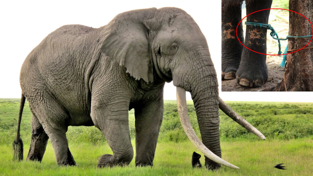 សត្វ​ដំរី និង​ខ្សែចំណង​តូច​មួយ