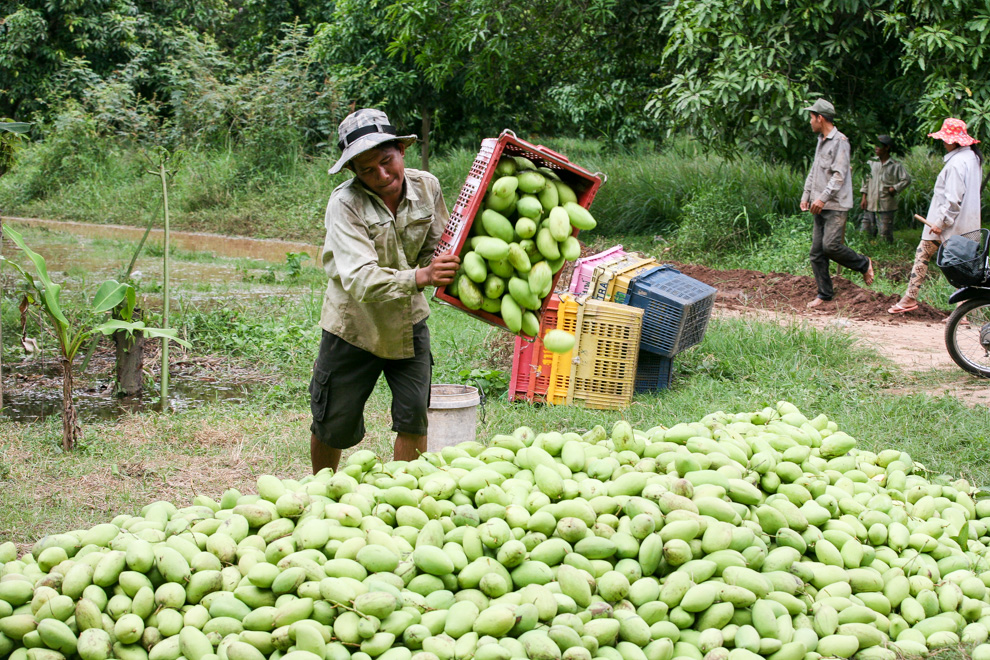 ចូលរួម​ត្រេកអរ!! ផ្លែស្វាយ​ខ្មែរ​នឹង​លែងមាន​បញ្ហា​ទីផ្សារ​ទៀតហើយ!