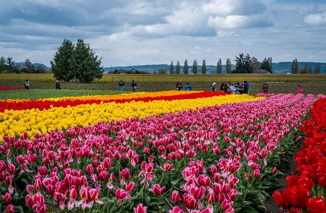 ការដាំដុះ​ផ្កា ជា​ឱកាស «មាស» សម្រាប់​កសិករ