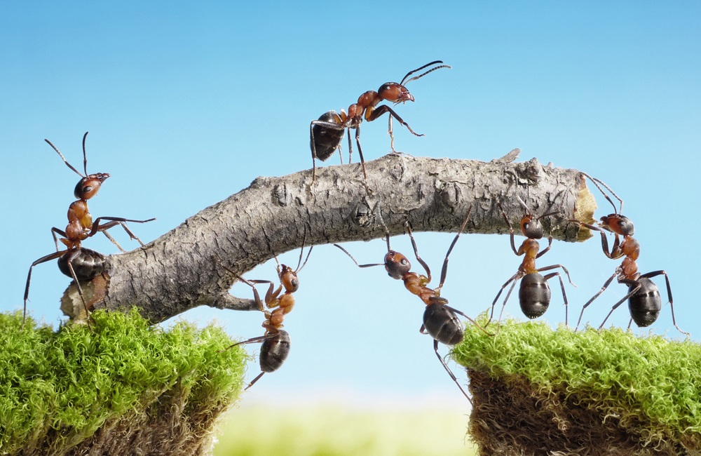 ធ្វើបែបណាដើម្បីជោគជ័យលើការធ្វើការងារជាក្រុម (Team Work)?