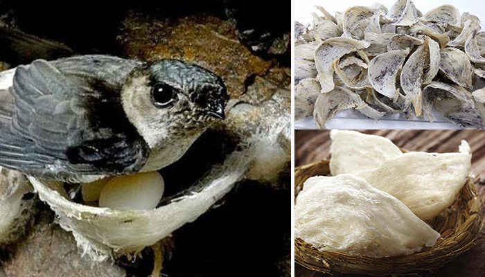 មិនធម្មតា​ទេ…សម្បុក​សត្វ​ត្រចៀកកាំ1គីឡូ​លក់បាន1000ដុល្លារ