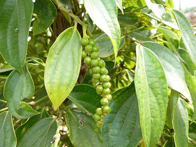 ក្រសួងពាណិជ្ជកម្ម​ព​ន្លឿ​ន ការរៀបចំ​សៀវភៅ​បន្ទុក​សម្រាប់​សមាគម​ម្រេច​កម្ពុជា