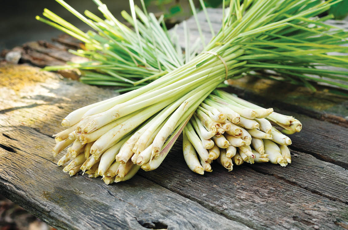 ទទួលទានទឹកស្លឹកគ្រៃ ព្យាបាលរោគរលាកសន្លាក់ហ្គោតរបស់មនុស្សចាស់