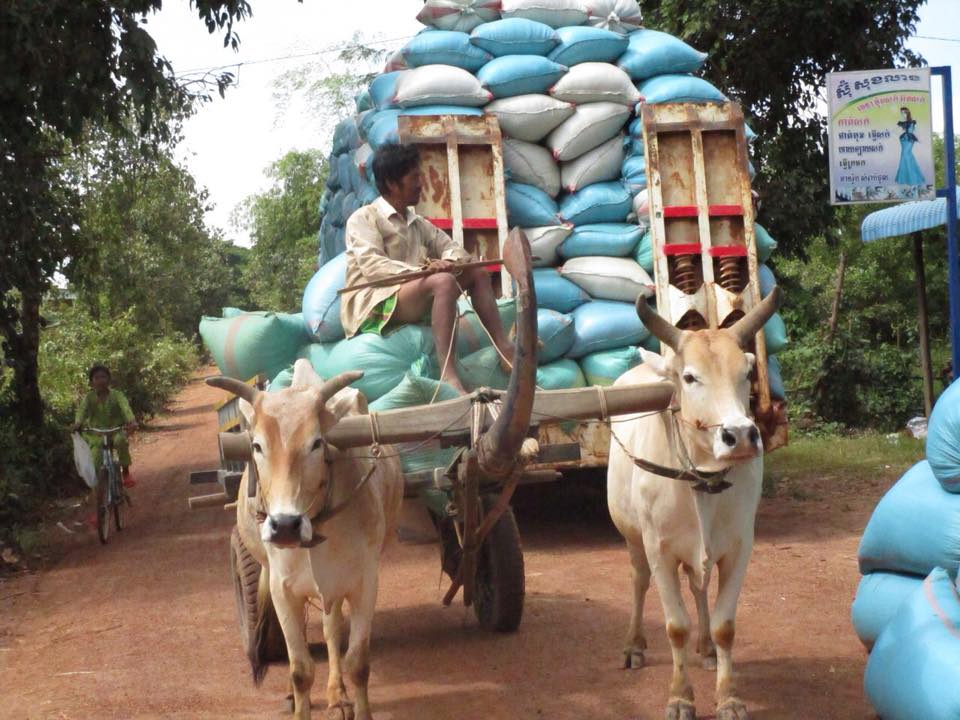កសិករកាន់តែមានសង្ឃឹម ខណៈក្រុមហ៊ុនយក្សចិនពីរសន្យាទិញអង្ករពីកម្ពុជា