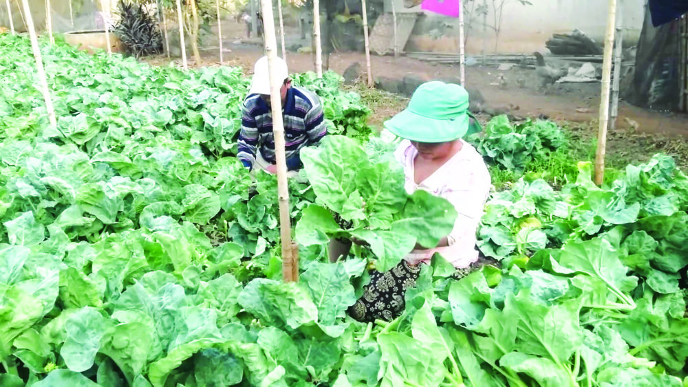 ថ្នាំ​គីមី​វាយលុក​កម្ពុជា ខណៈ​ការដាំដុះ​តាមបែប​ធម្មជាតិ ទទួលបាន​ការគាំទ្រ​ច្រើន