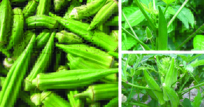 បន្លែពោតបារាំងកំពុងទទួលបានការគាំទ្រខ្លាំងនៅលើទីផ្សារ