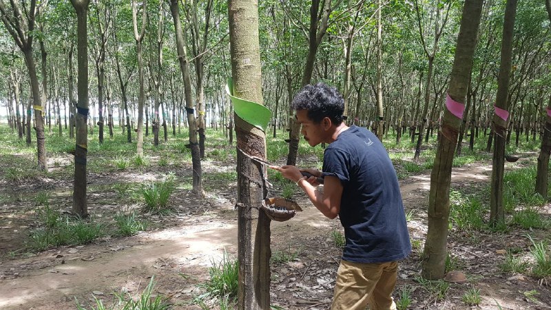 អ្នក​ប្រកប​អាជីវកម្ម​ដំណាំ​កៅស៊ូ​ចង់បាន​គោលនយោបាយ​កៅស៊ូ