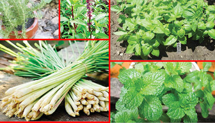 រុក្ខជាតិបណ្ដេញសត្វមូស ដ៏ពូកែដែលអ្នកគួរដាំនៅក្នុងផ្ទះ