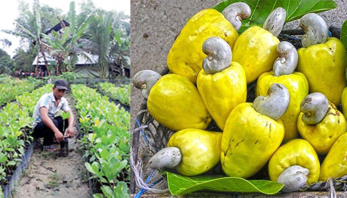 តម្លៃ និងតម្រូវការ បានធ្វើឱ្យការដាំដុះដំណាំស្វាយចន្ទីកើនឡើង