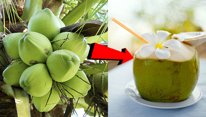 មន្ត្រីជាន់ខ្ពស់លើកទឹកចិត្តឱ្យប្រជាជនដាំដូងសម្រាប់លក់លើទីផ្សារ