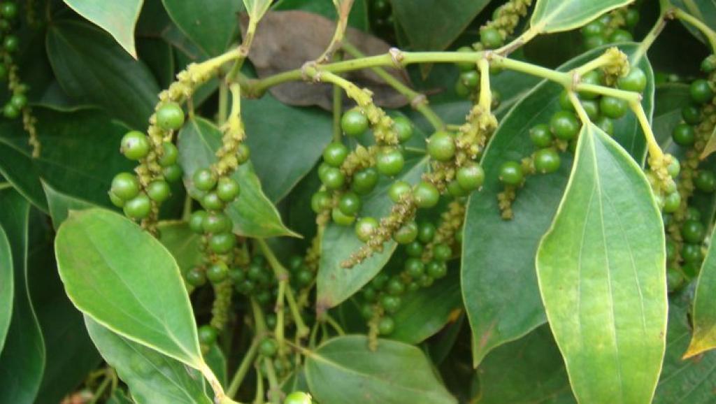 ទីផ្សារ​នៅតែ​ជា​ឧបសគ្គ​សម្រាប់​ម្រេច​ខេត្តកំពត