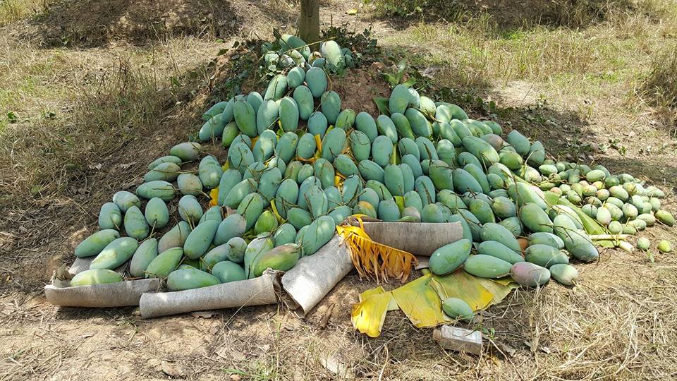 កសិករ​ងាក​មក​ដាំ​ស្វាយ​តៃវ៉ាន់ ខណៈដែល​ដំណាំ​នេះ​ទទួលផល​បាន​ច្រើនជាង​ស្វាយ​ក្នុងស្រុក