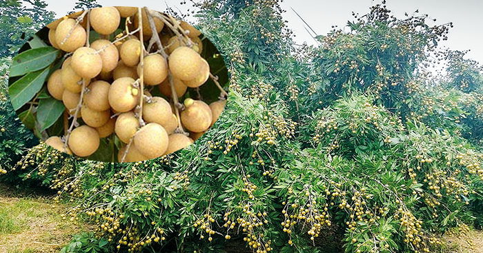 ដាំ​មៀន​តៃវ៉ាន់ 1ហិកតា ប្រមូល​ផល​បាន​ជាង 10,000ដុល្លារ​ក្នុង​មួយឆ្នាំ