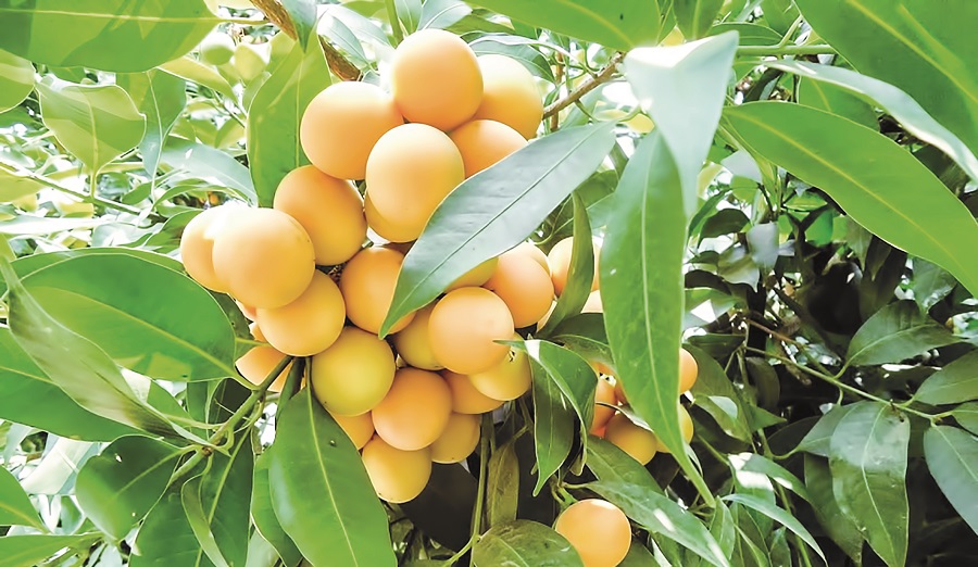 មិន​ធ្លាប់​ដឹង​សោះ! មាក់ប្រាង1ដើម​ប្រមូល​ផល​បាន​ជាង 1,000ដុល្លារ​ក្នុង 1ឆ្នាំ