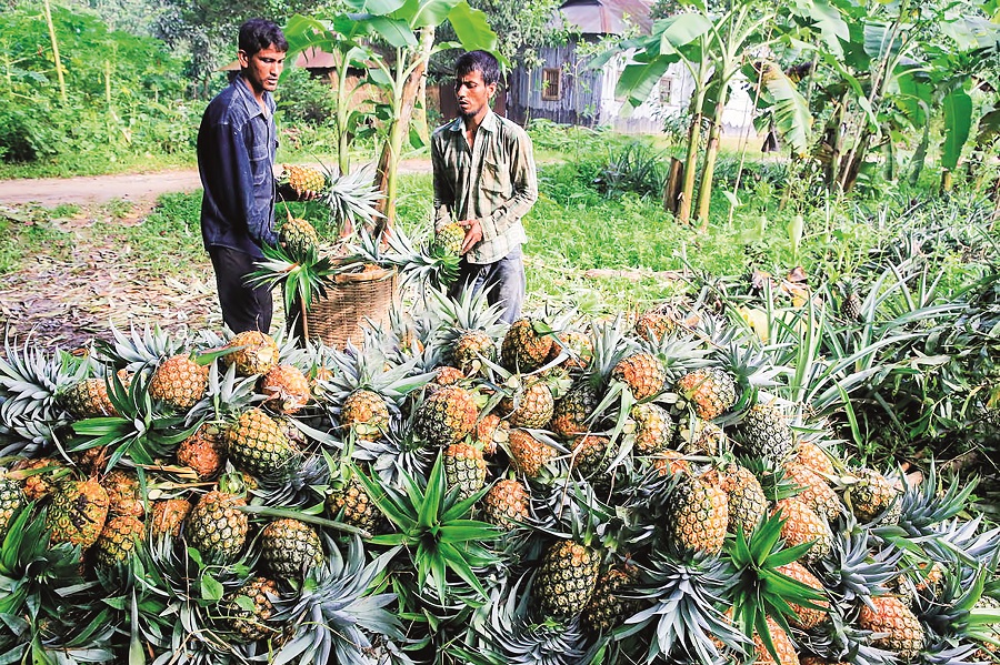 ចម្ការ​ម្នាស់​ទឹកឃ្មុំ 1ហិកតា បាន​ប្រាក់ចំណេញ​ជិត1ម៉ឺន​ដុល្លារ​ក្នុង​មួយឆ្នាំ