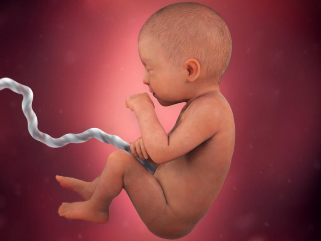 តើ​ទារក​នៅក្នុង​ផ្ទៃ​ម្ដាយ គេង​នៅពេល​ណាខ្លះ?