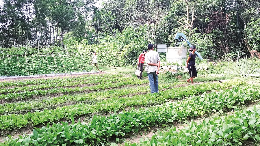 តើ​កសិកម្ម​កម្ពុជា​ផ្តោតលើ​ប្រភេទ​បន្លែ និង​ដំណាំ​អ្វីខ្លះ?