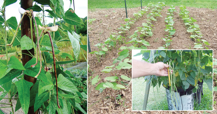 ដំណាំ សណ្ដែកកួរ