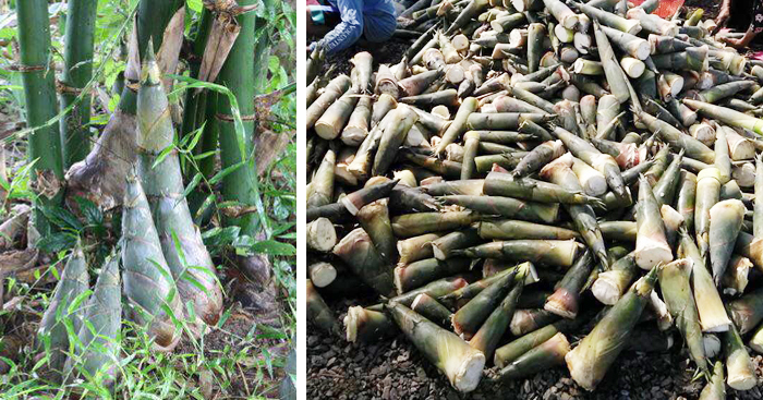 ទំពាំង​ផ្អែម ងាយស្រួល​ដាំ និង​មានការ​គាំទ្រ​ខ្លាំង​នៅលើ​ទីផ្សារ