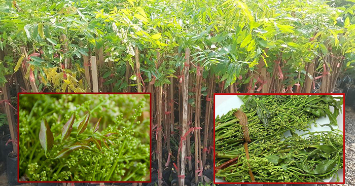 ពូជ​ស្តៅ​ខុសរដូវ ដាំ​ម្តង​ប្រមូល​ផល​បាន​រាល់ថ្ងៃ