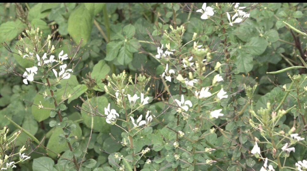 ដាំ​មមាញ​លើដី​ជាង 30អា មួយថ្ងៃ​រកប្រាក់​បាន​ពី 20 ទៅ30ម៉ឺន​រៀល