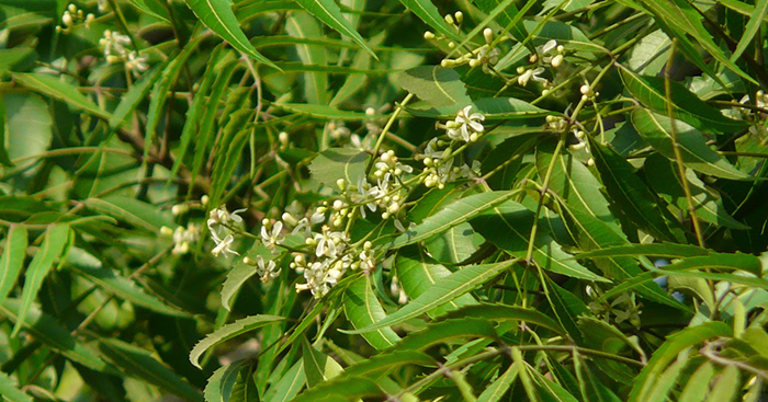 “ស្ដៅ” រសជាតិ​ល្វីង​ តែមាន​ប្រយោជន៍​ ចំពោះ​រាងកាយ