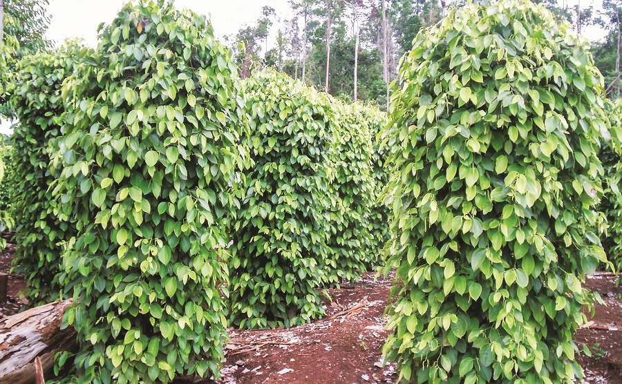 អាជីវកម្ម​ម្រេច​នឹងមាន​ការរីកចម្រើន​នាពេល​ដ៏​ខ្លី​ខាងមុខ?