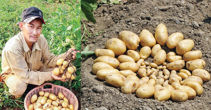 ដាំដំឡូង​បារាំង​ចំណាយពេល​ខ្លី តែមាន​ការគាំទ្រ​ខ្លាំង​លើ​ទីផ្សារ