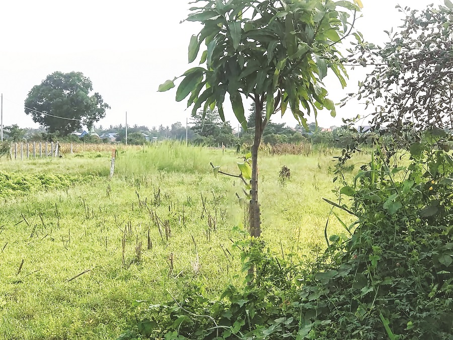 ដីសម្រាប់លក់មានតម្លៃសមរម្យ