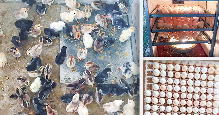 របរ​ភ្ញាស់​កូន​មាន់​លក់ ប្រើ​រយៈពេល​ខ្លី និង​មាន​ទីផ្សា​ធំ